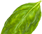 half-leaf.png