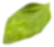 leaf-1.png