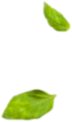 two-lear.png